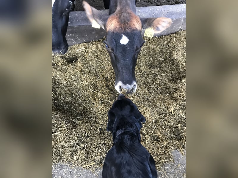 Sehr freundliche Rottweilerhündin sucht neues zu Hause
