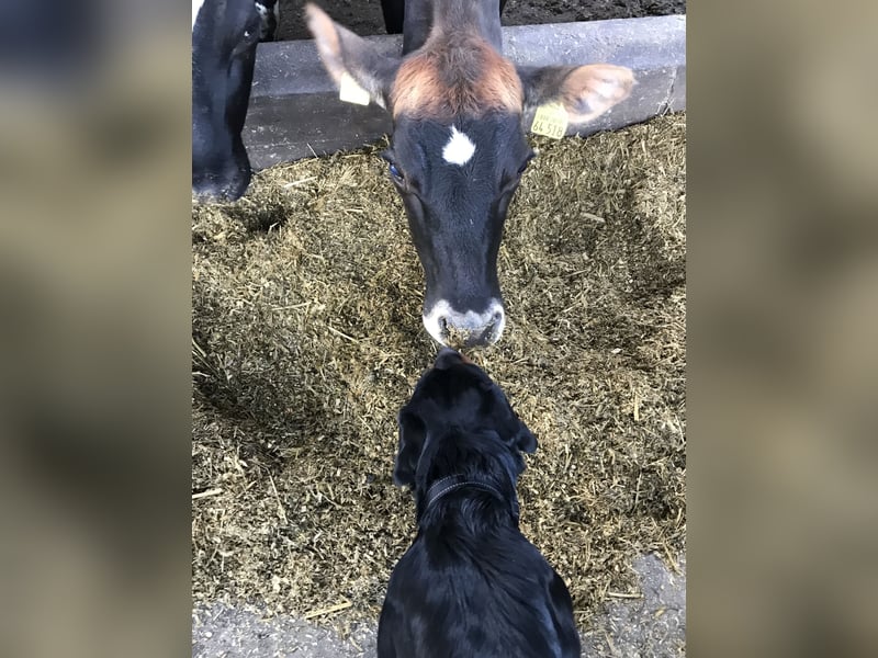 Junge, sehr gut erzogene Rottweiler Hündin