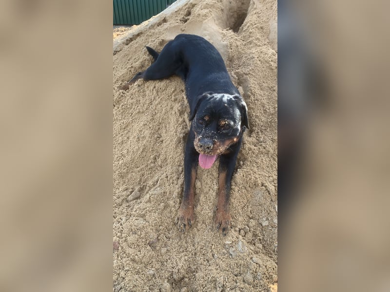 Junge, sehr gut erzogene Rottweiler Hündin