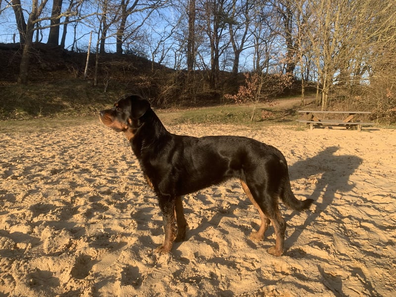 Junge, sehr gut erzogene Rottweiler Hündin