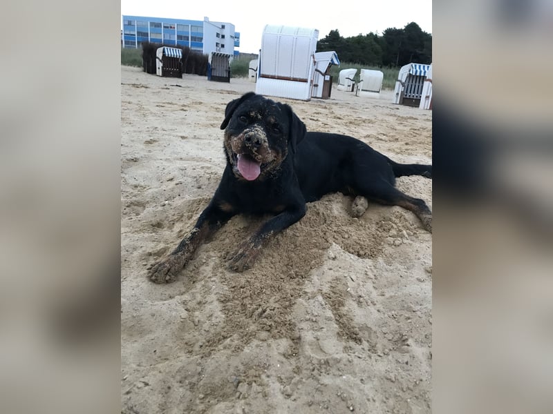 Sehr freundliche Rottweilerhündin sucht neues zu Hause