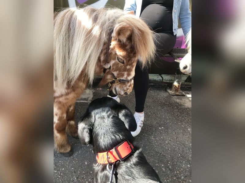 Sehr freundliche Rottweilerhündin sucht neues zu Hause