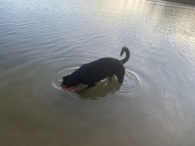 Junge, sehr gut erzogene Rottweiler Hündin