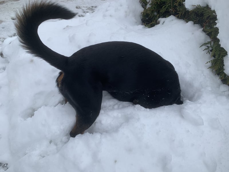 Junge, sehr gut erzogene Rottweiler Hündin