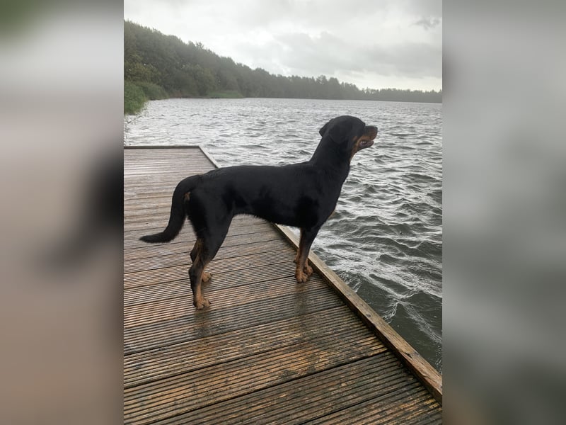 Junge, sehr gut erzogene Rottweiler Hündin