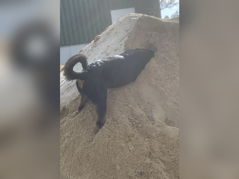 Junge, sehr gut erzogene Rottweiler Hündin