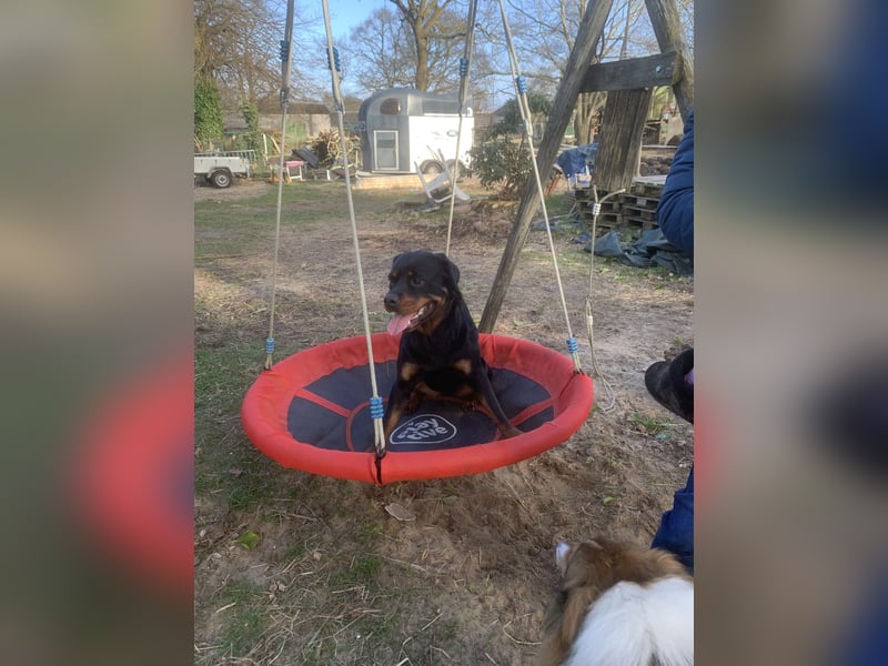 Junge, sehr gut erzogene Rottweiler Hündin