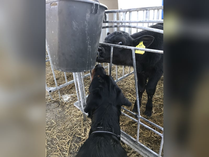 Junge, sehr gut erzogene Rottweiler Hündin