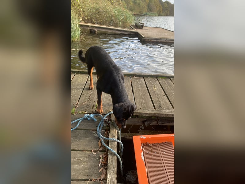 Junge, sehr gut erzogene Rottweiler Hündin