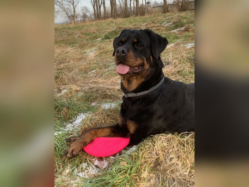 Junge, sehr gut erzogene Rottweiler Hündin