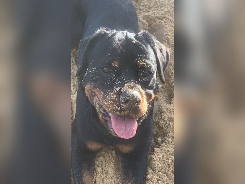 Junge, sehr gut erzogene Rottweiler Hündin