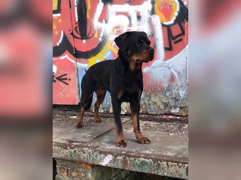 Junge, sehr gut erzogene Rottweiler Hündin