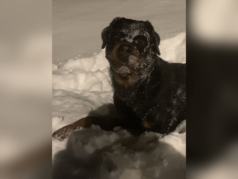 Junge, sehr gut erzogene Rottweiler Hündin