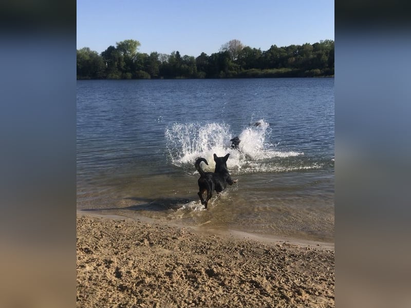 Junge, sehr gut erzogene Rottweiler Hündin