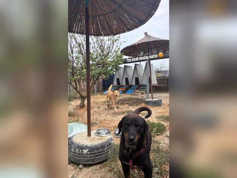 Luli (5) unser lustiger Rottweiler-Mischling