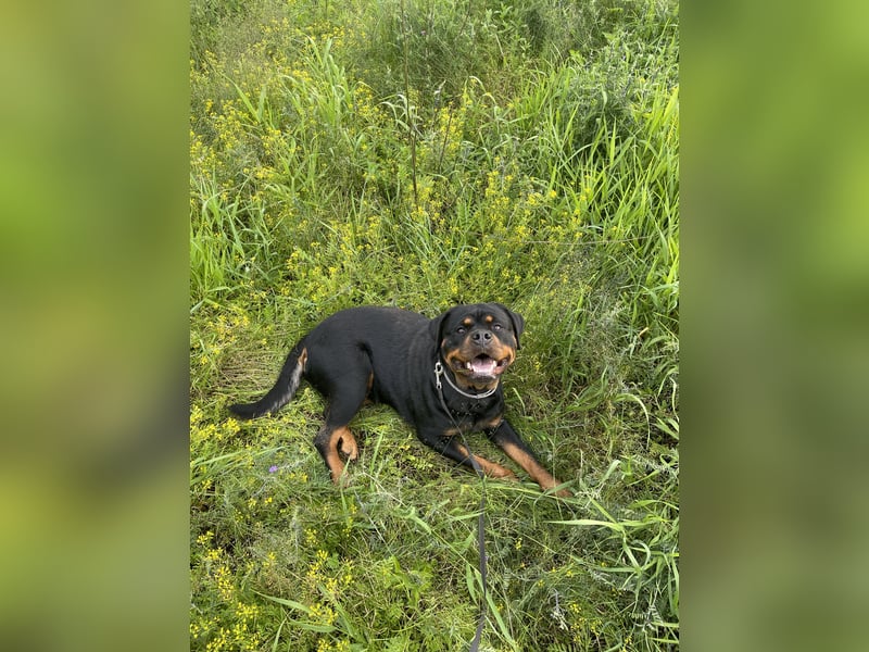 Rottweiler Hündin sucht neues Zuhause