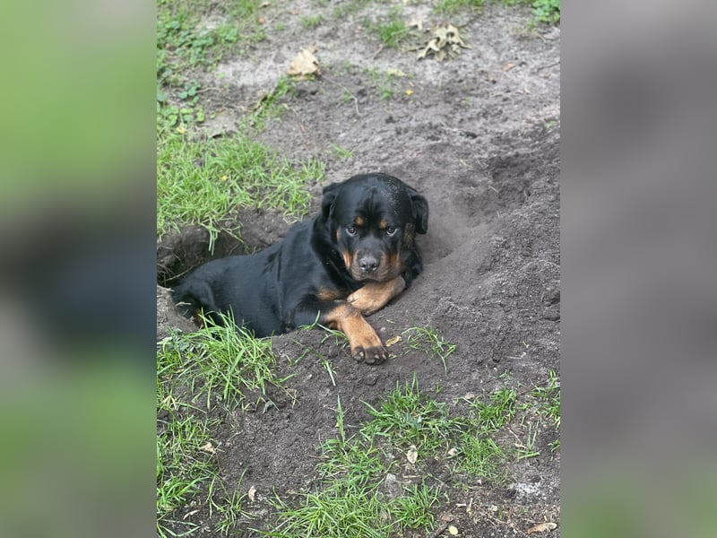 Rottweiler Hündin sucht neues Zuhause