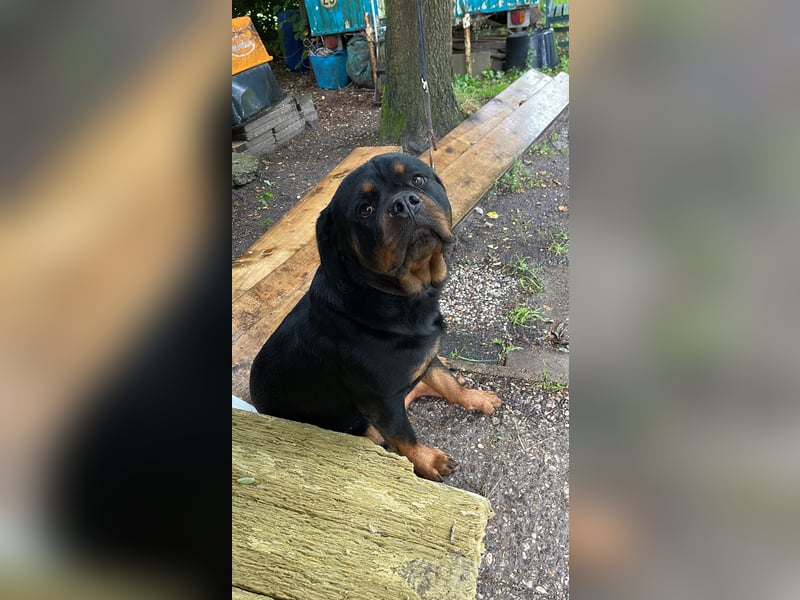 Rottweiler Hündin sucht neues Zuhause