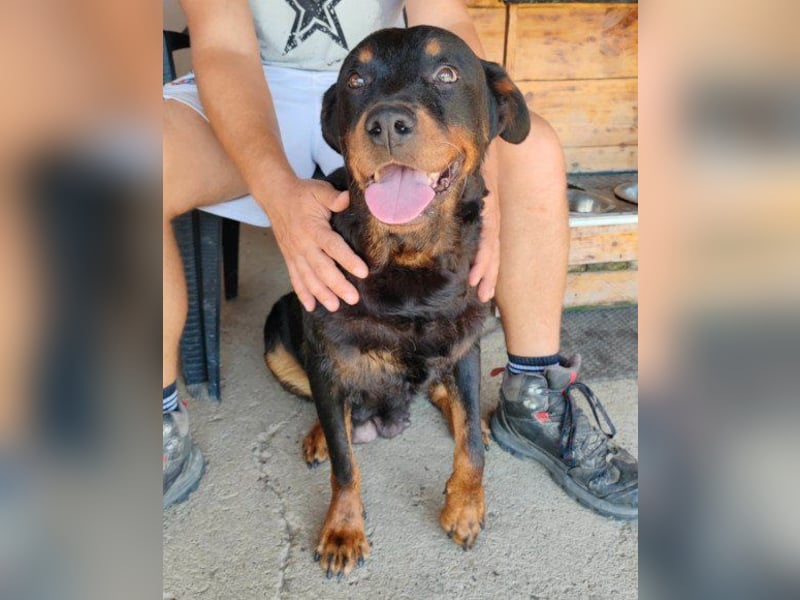 Rottweiler-Lady ♥Lala♥ so eine liebevolle Hündin