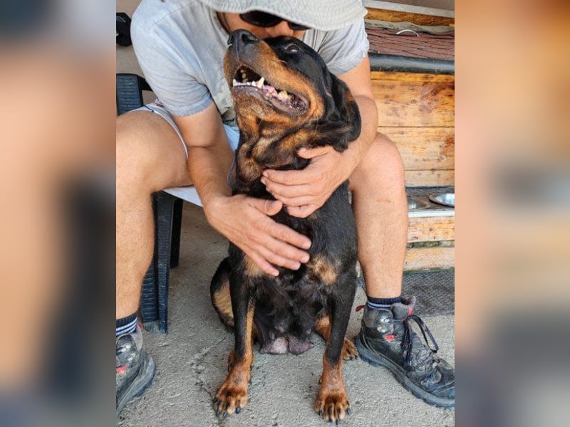 Rottweiler-Lady ♥Lala♥ eine liebevolle Hündin auf Körbchensuche