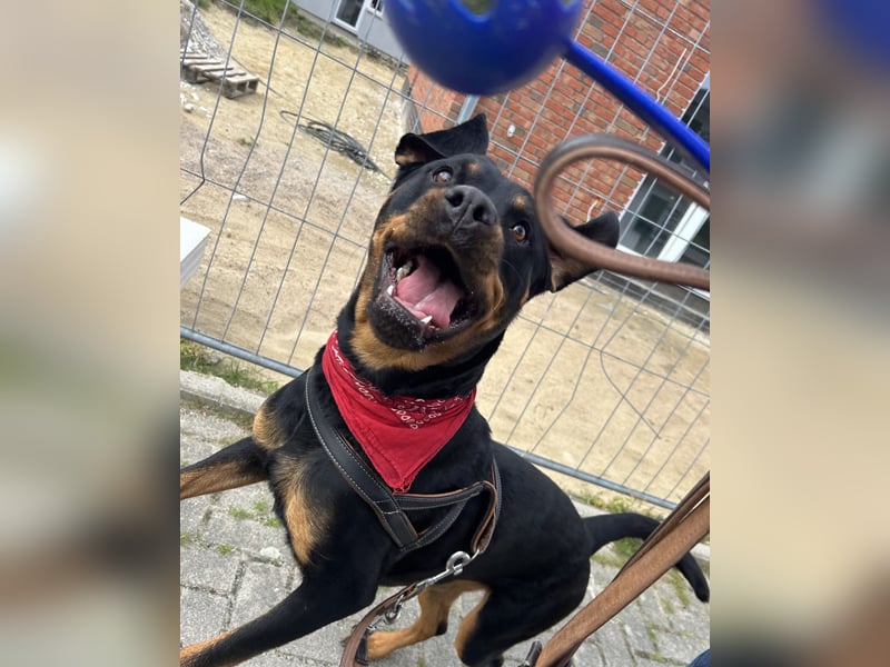 familiäre Rottweiler Hündin abzugeben