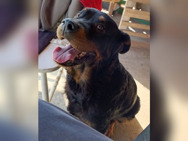 Rottweiler-Lady ♥Lala♥ eine liebevolle Hündin auf Körbchensuche
