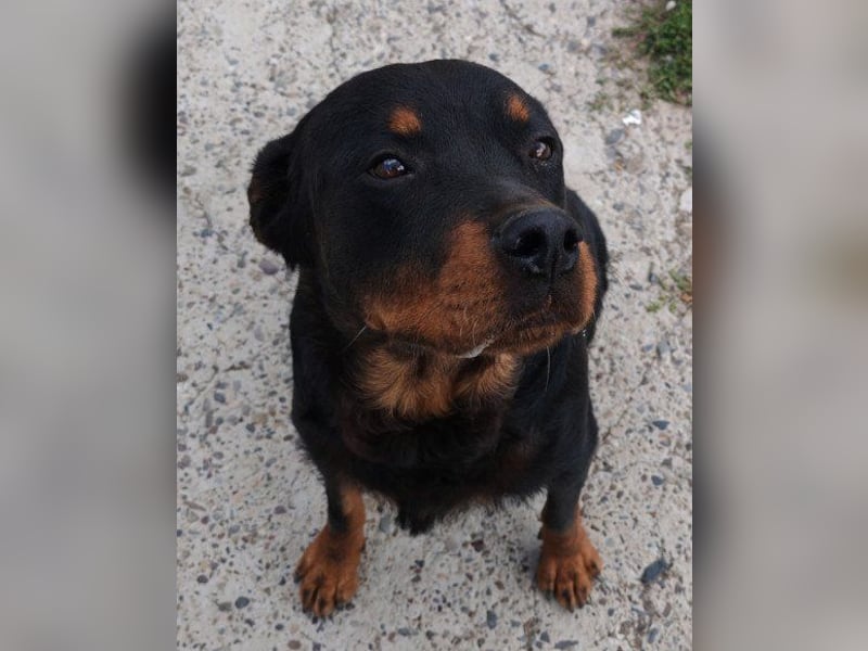 Rottweiler-Lady ♥Lala♥ eine liebevolle Hündin auf Körbchensuche
