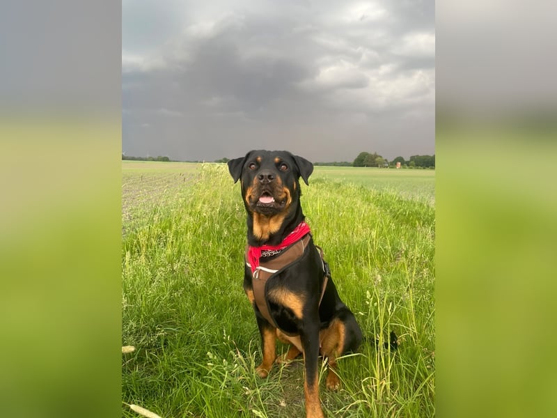 familiäre Rottweiler Hündin abzugeben