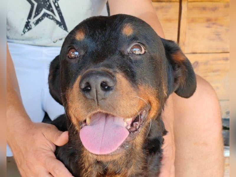 Rottweiler-Lady ♥Lala♥ liebevolle Hündin