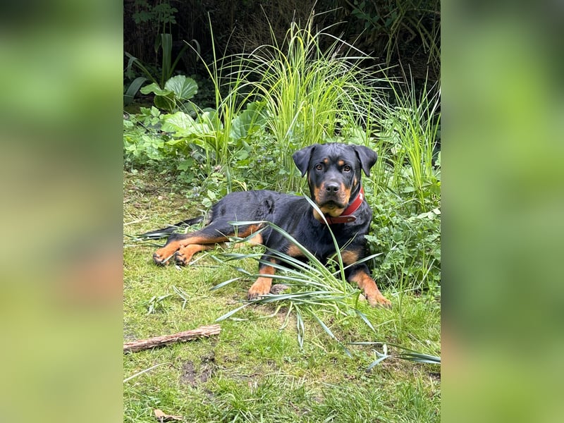 familiäre Rottweiler Hündin abzugeben