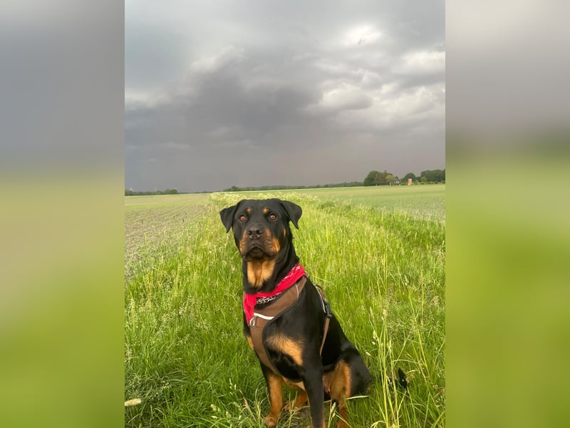 familiäre Rottweiler Hündin abzugeben