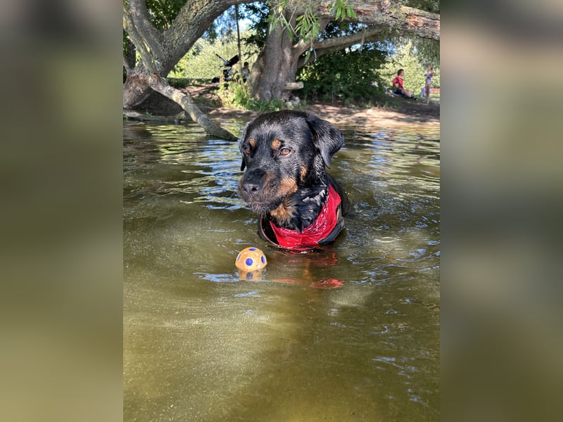 familiäre Rottweiler Hündin abzugeben