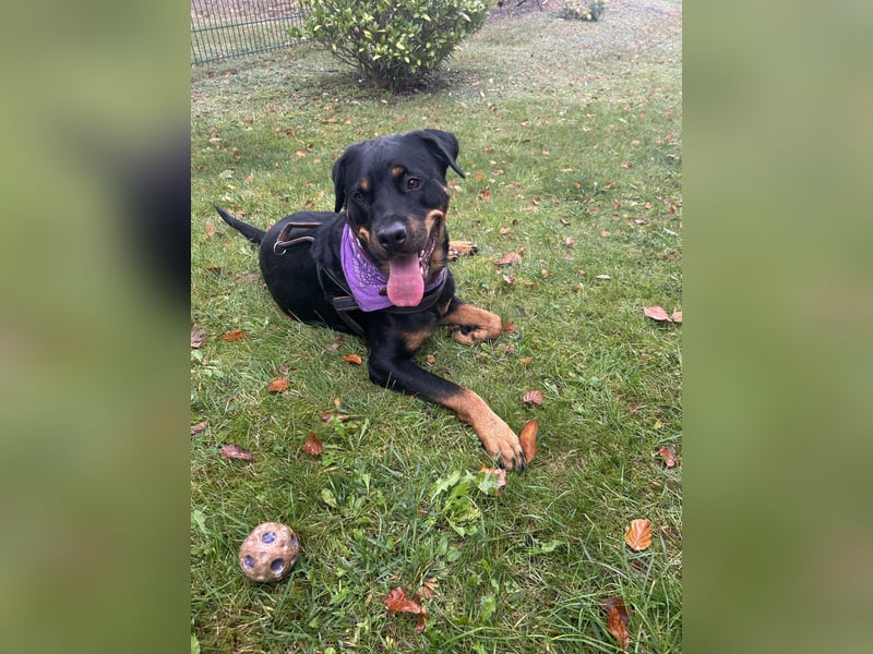 familiäre Rottweiler Hündin abzugeben