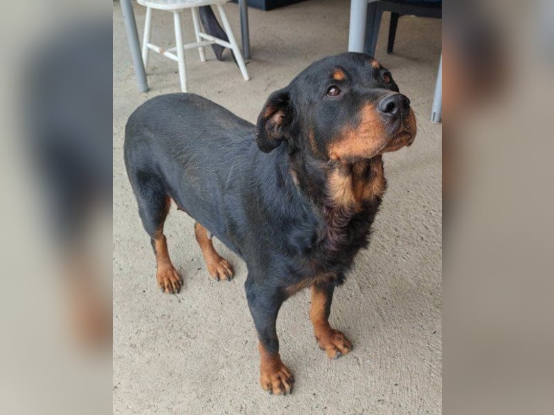 Rottweiler-Lady ♥Lala♥ liebevolle Hündin