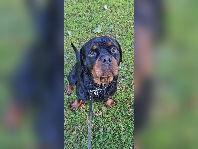 Großer Schmusebär sucht liebevolles Zuhause