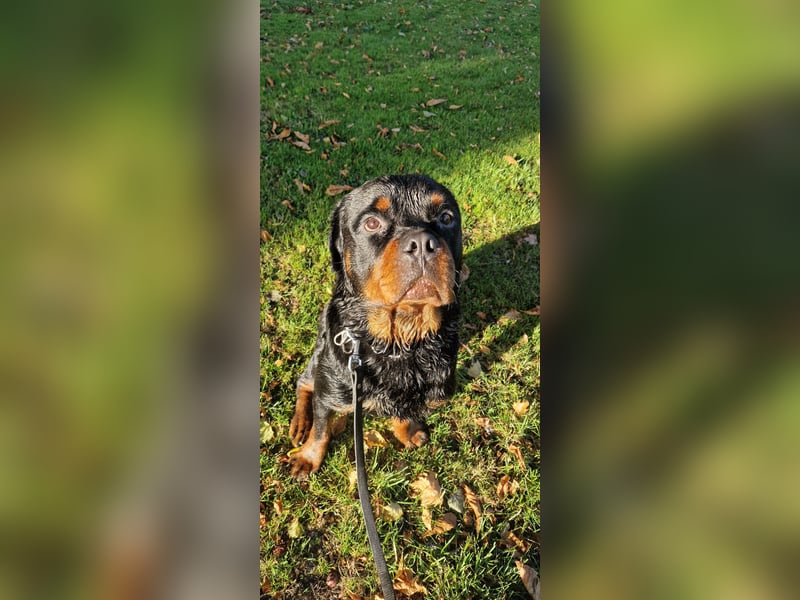 Großer Schmusebär sucht liebevolles Zuhause