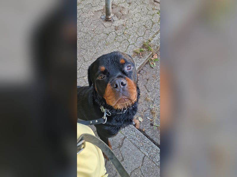 Großer Schmusebär sucht liebevolles Zuhause