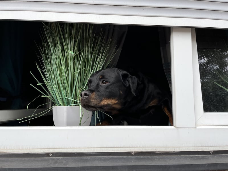 Suchen liebe volle Halterinnen für Gianna