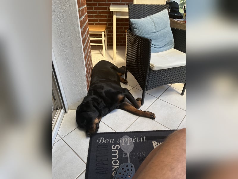 Suchen liebe volle Halterinnen für Gianna