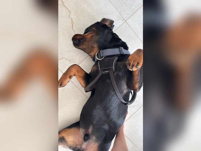 Rottweiler Rüde 2 Jahre Alt