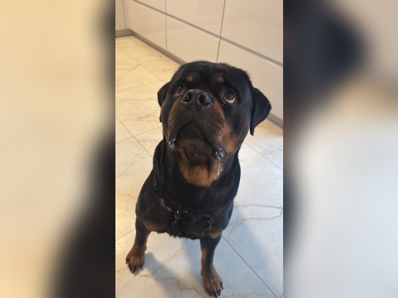 Rottweiler Rüde 2 Jahre Alt