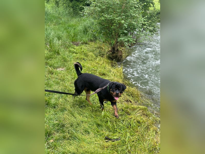 Rottweiler Rüde 2 Jahre Alt