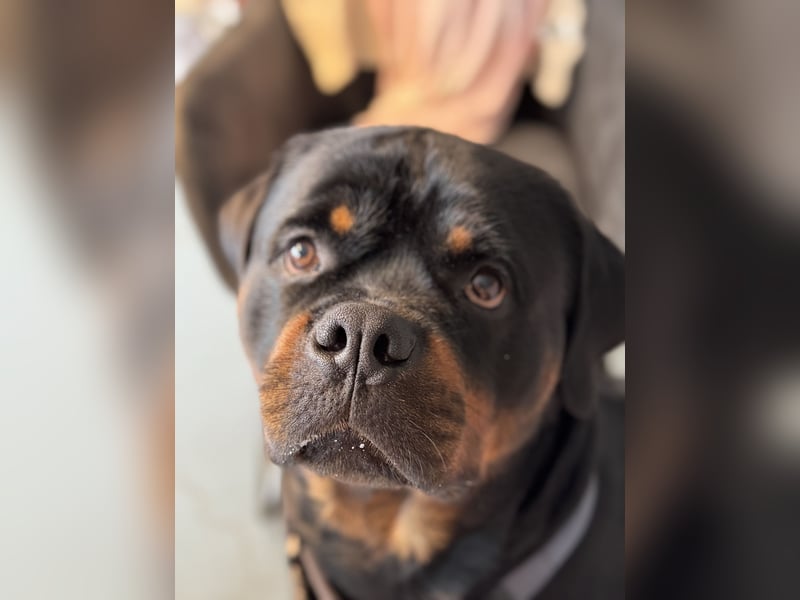 Rottweiler Rüde 2 Jahre Alt