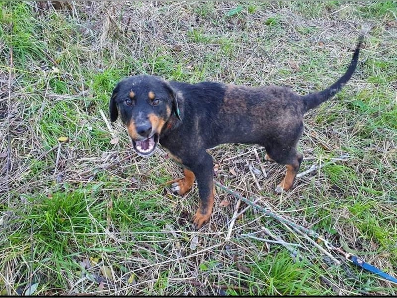 Luli (5) unser lustiger Rottweiler-Mischling