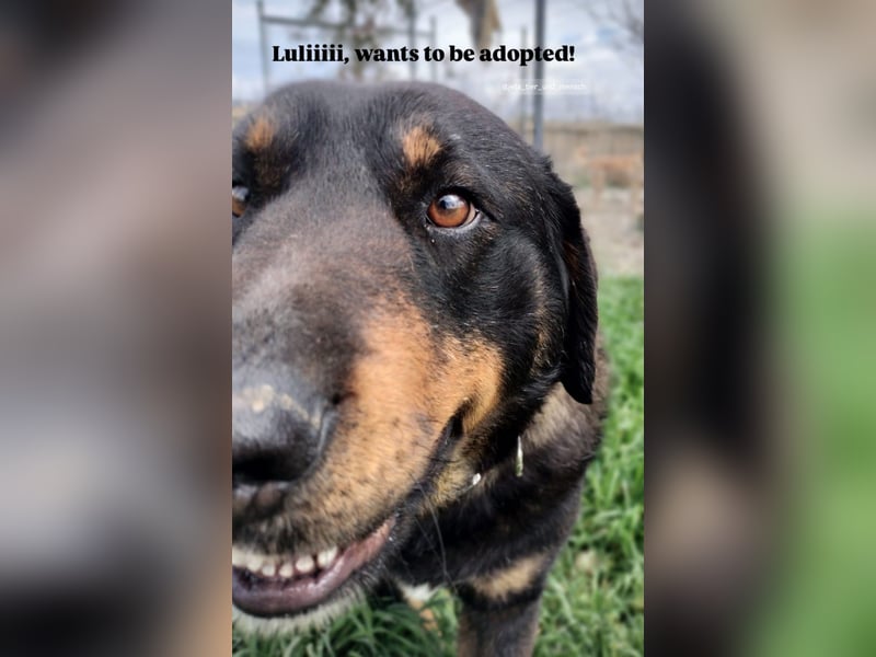 Luli (5) unser lustiger Rottweiler-Mischling