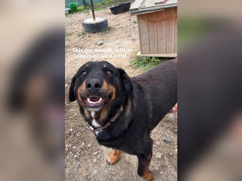 Luli (5) unser lustiger Rottweiler-Mischling