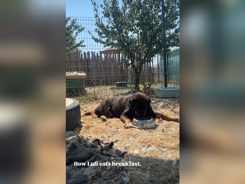 Luli (5) unser lustiger Rottweiler-Mischling