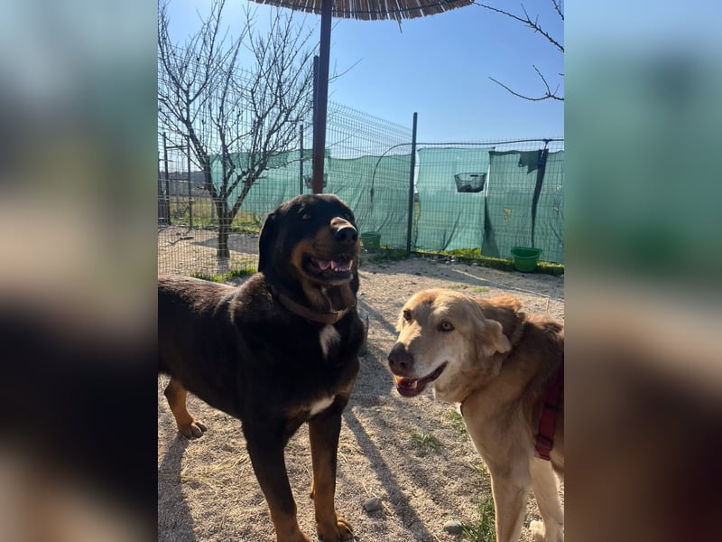 Luli (5) unser lustiger Rottweiler-Mischling