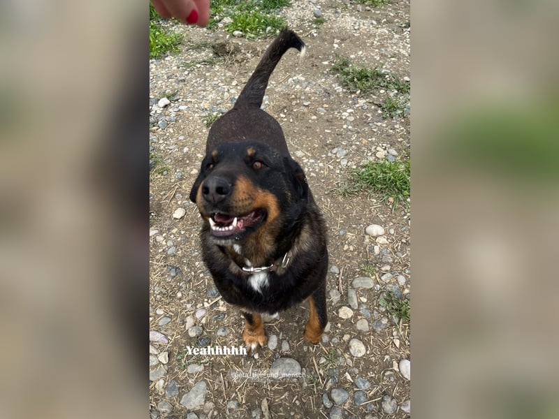 Luli (5) unser lustiger Rottweiler-Mischling