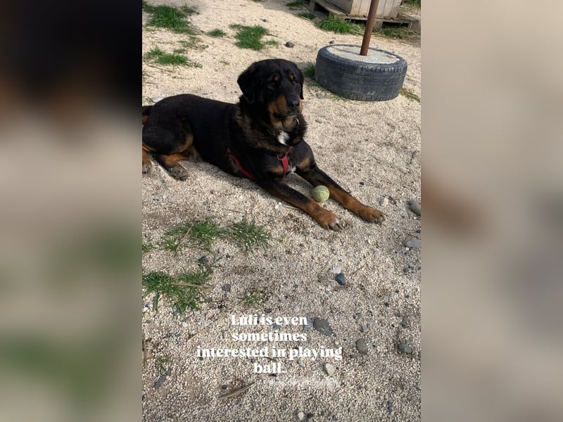 Luli (5) unser lustiger Rottweiler-Mischling